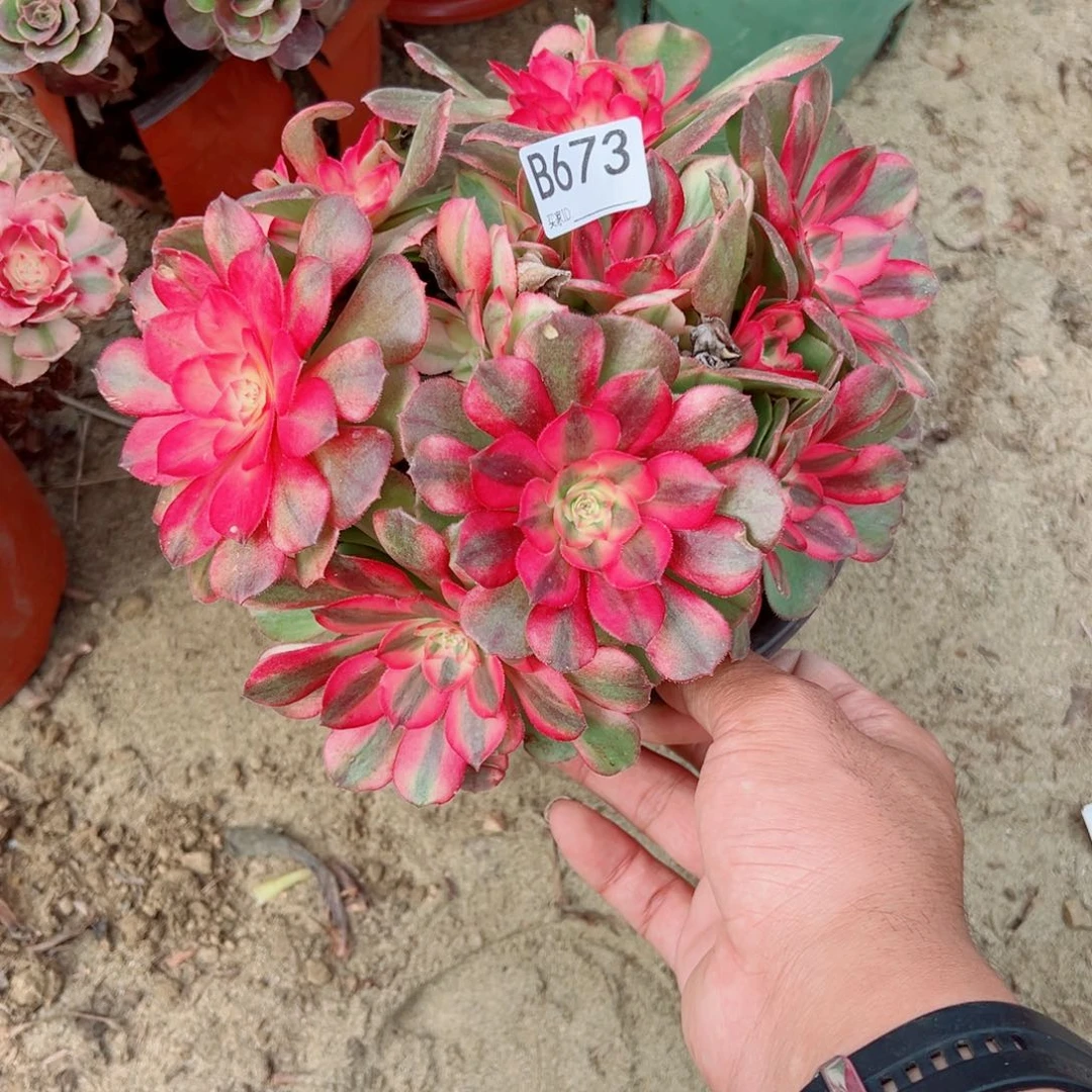 673荔枝多肉植物法师