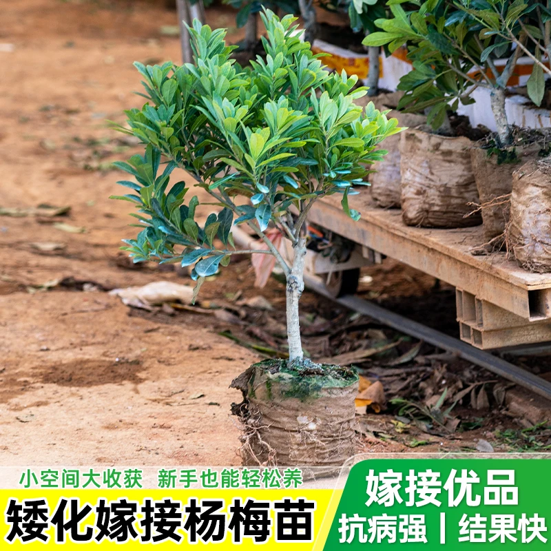 【矮化嫁接杨梅苗】矮化黑炭杨梅苗东魁早熟六月南北方种植盆栽地栽
