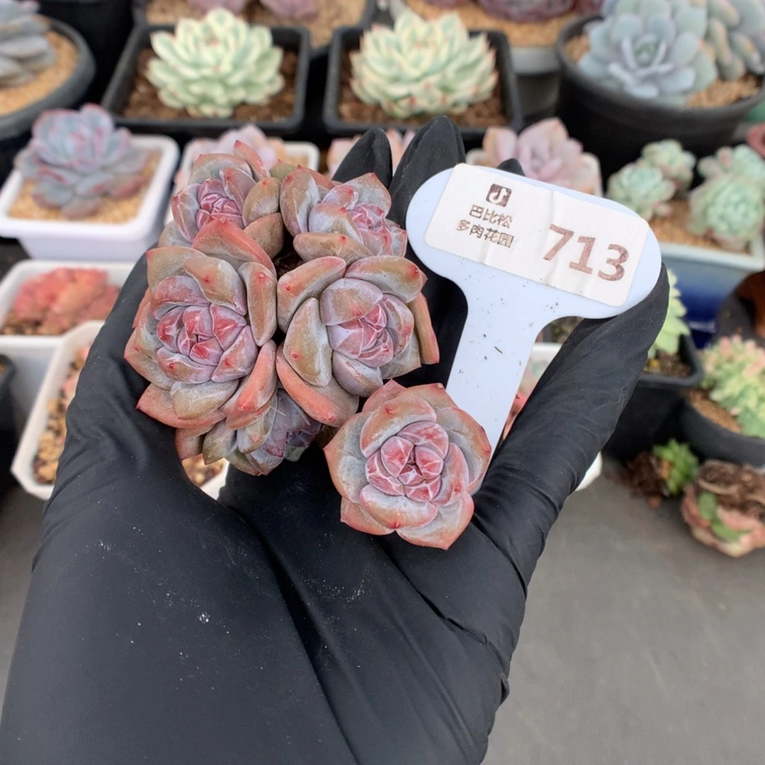 713 石榴籽星影多肉