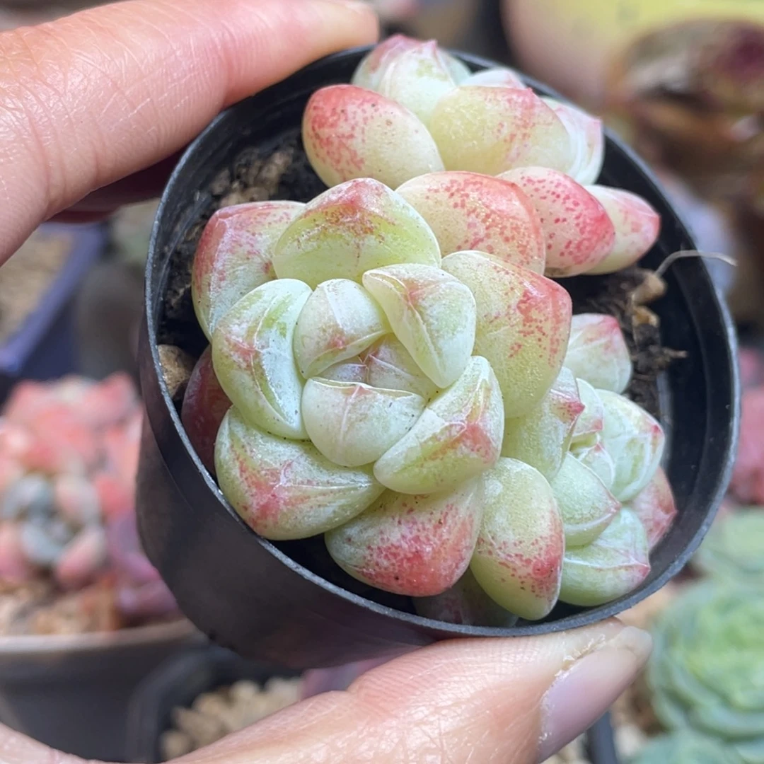 糖心小脸冰玉三头满35包邮