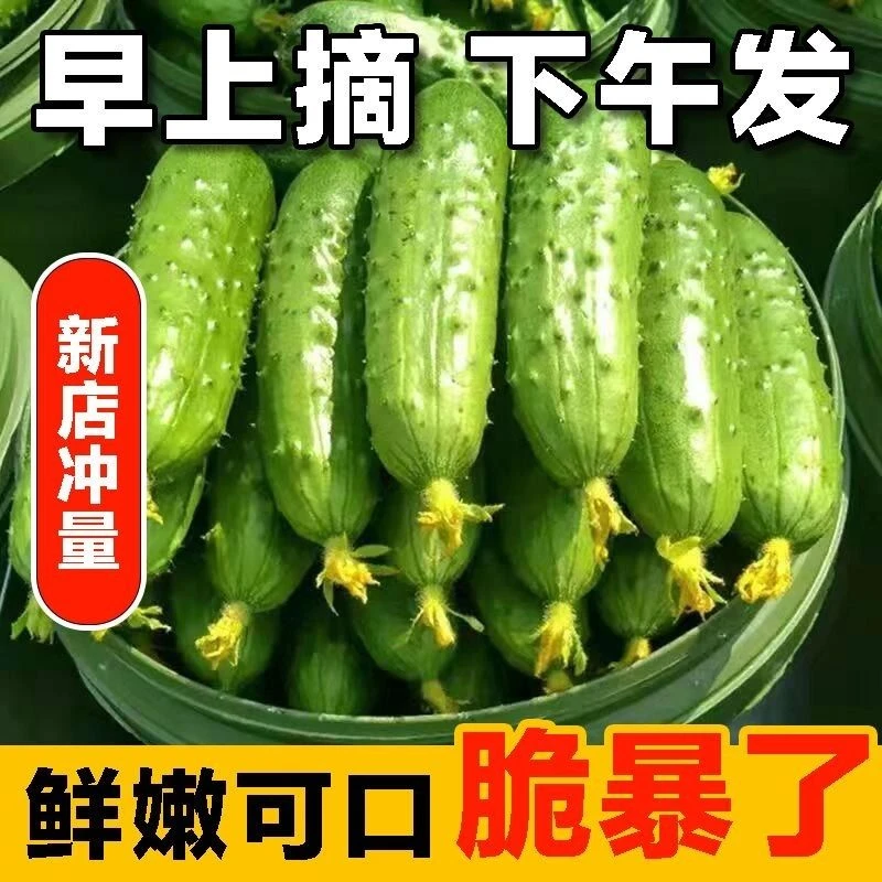 东北新鲜旱黄瓜现摘直发清甜脆嫩多汁小黄瓜可生吃