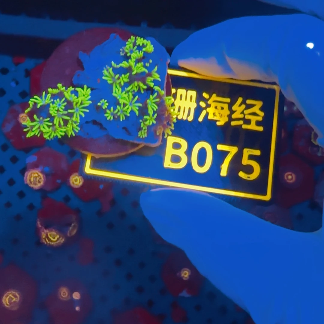 纽扣珊瑚正***席晓晓不包邮草皮B075