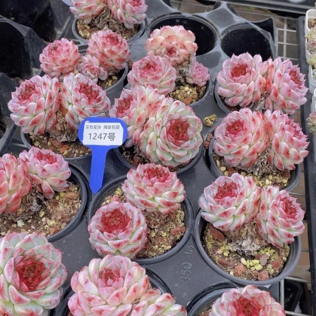 1247号韩版红丝绒糖心天鹅绒双头母本老桩一个