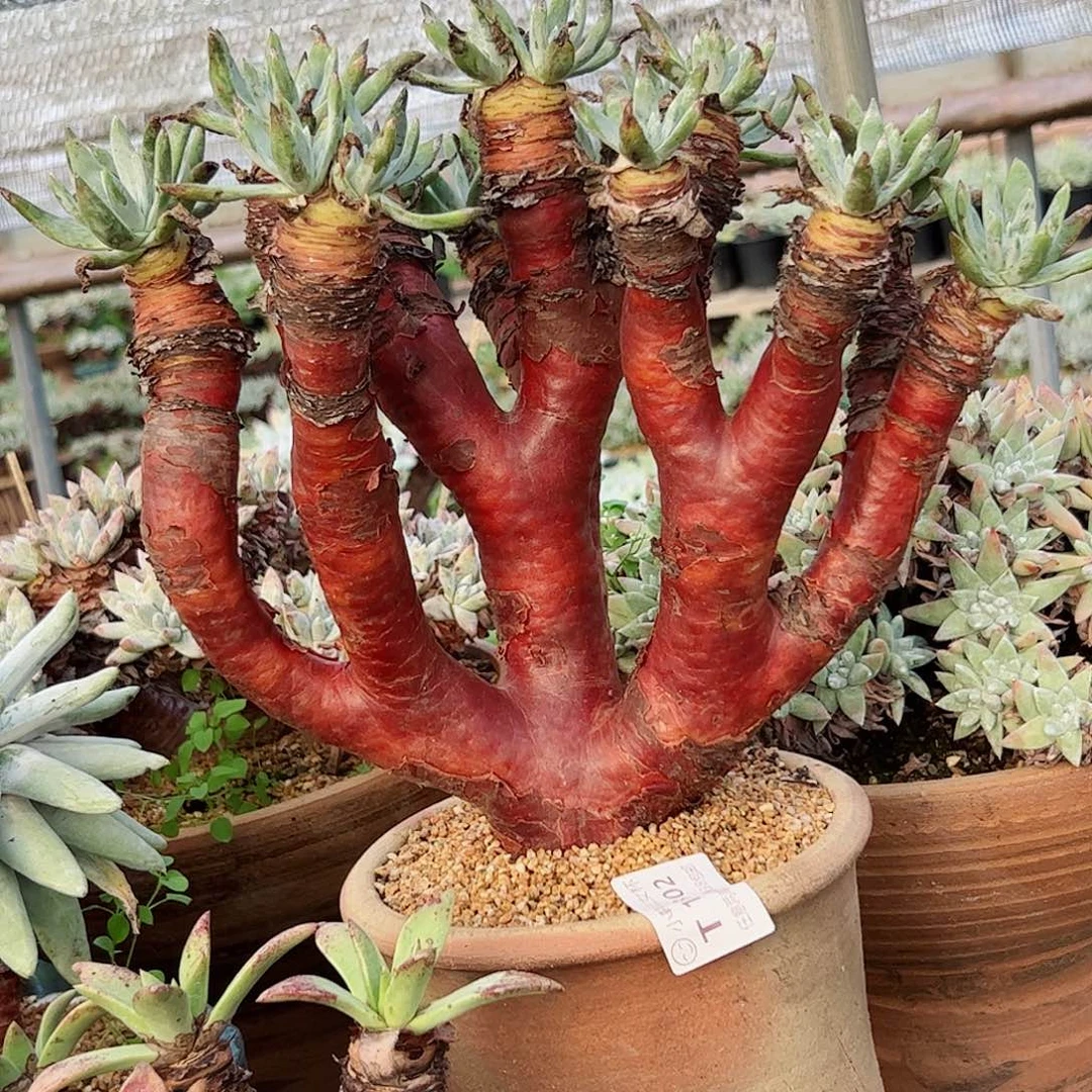 7802红木老桩仙女杯