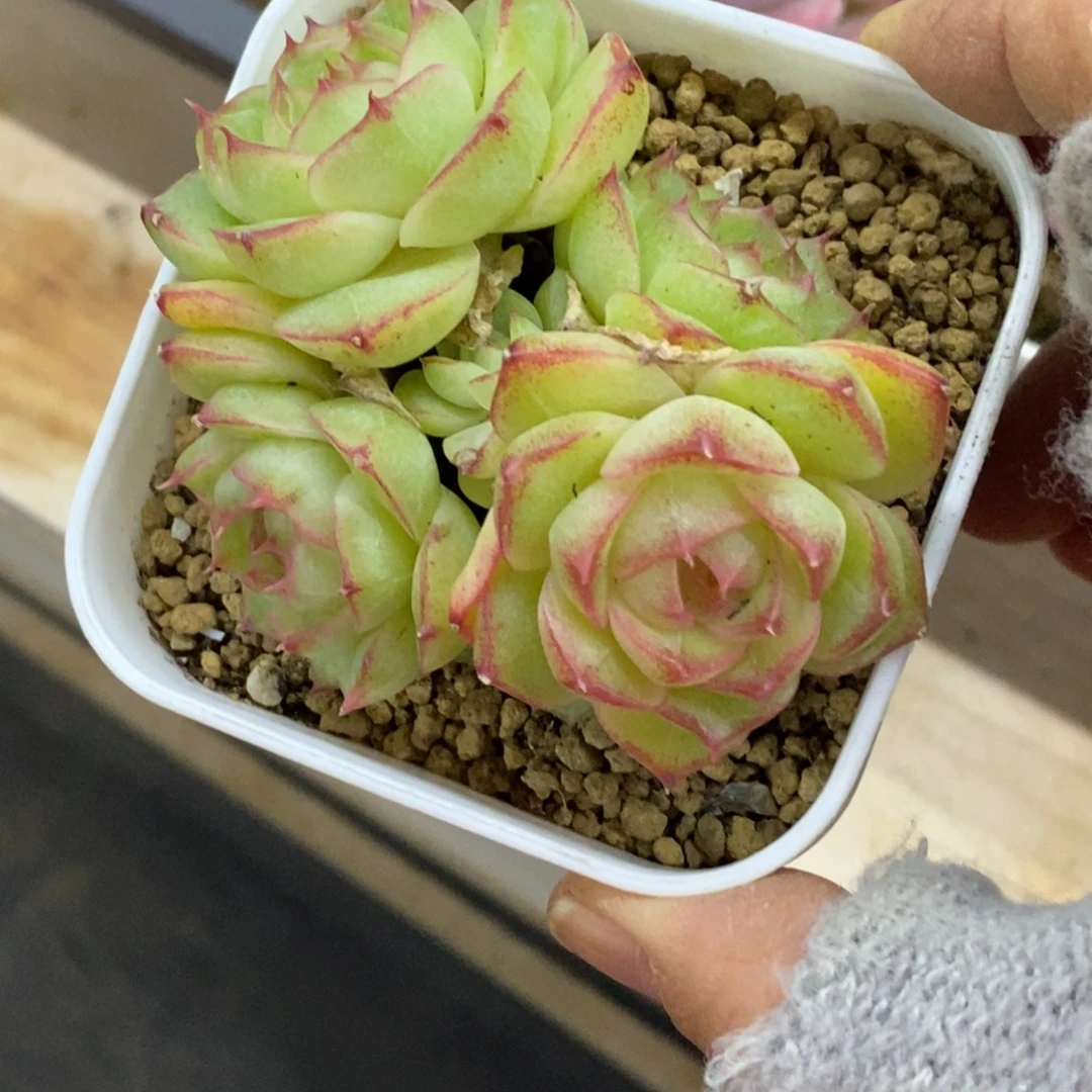 精品多肉一物拍不包整60