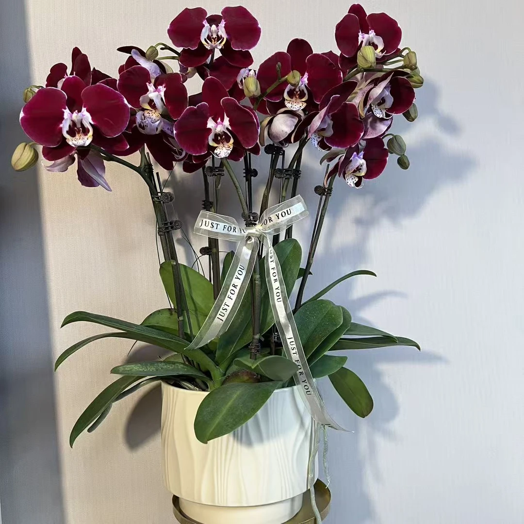 蝴蝶兰《幻影》稀有黑红色系精致组盆装 带花带苞 基地直发