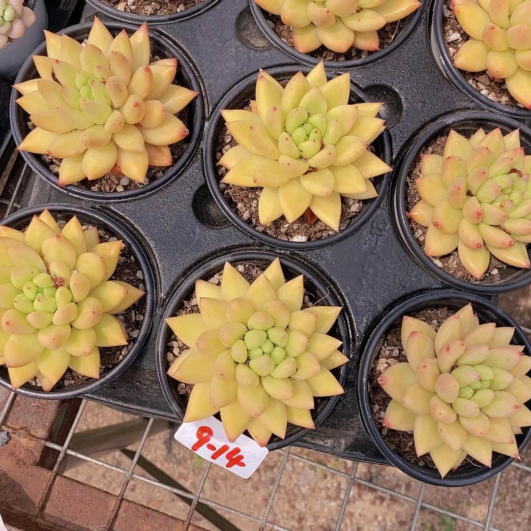 9-14- 黄金美人单头福利一颗 量拍