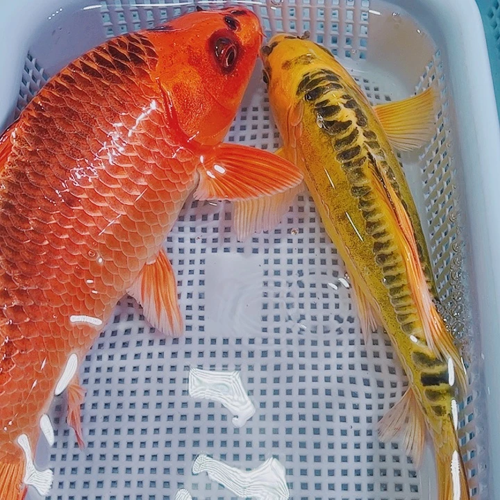 锦鲤冷水锦鲤观赏鱼126