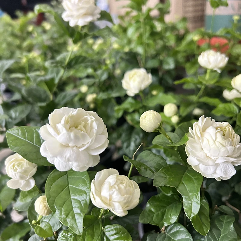 虎头茉莉花盆栽花卉观花植物  浓香大型重瓣茉莉 白色茉莉花