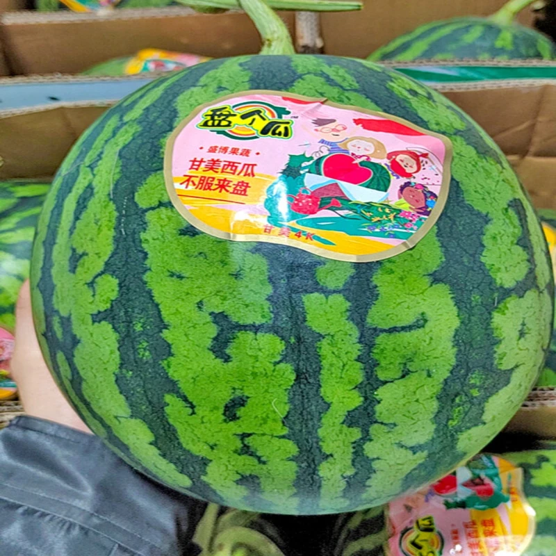 盘个瓜甘美4K西瓜薄皮甜蜜多汁脆甜当季时令新鲜红心西瓜