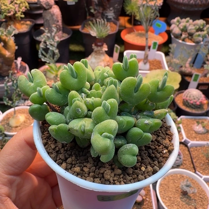 冰糕兔子876 仙人球