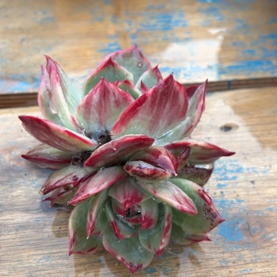 16惊鸿仙子 夏鸣园艺