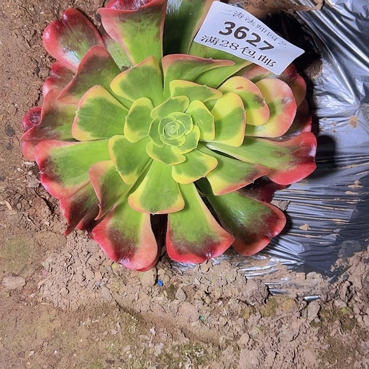 3627特斯拉多肉植物