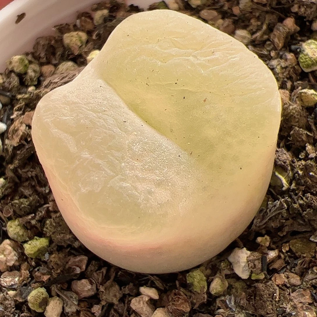 【闪购商品】106 白毛