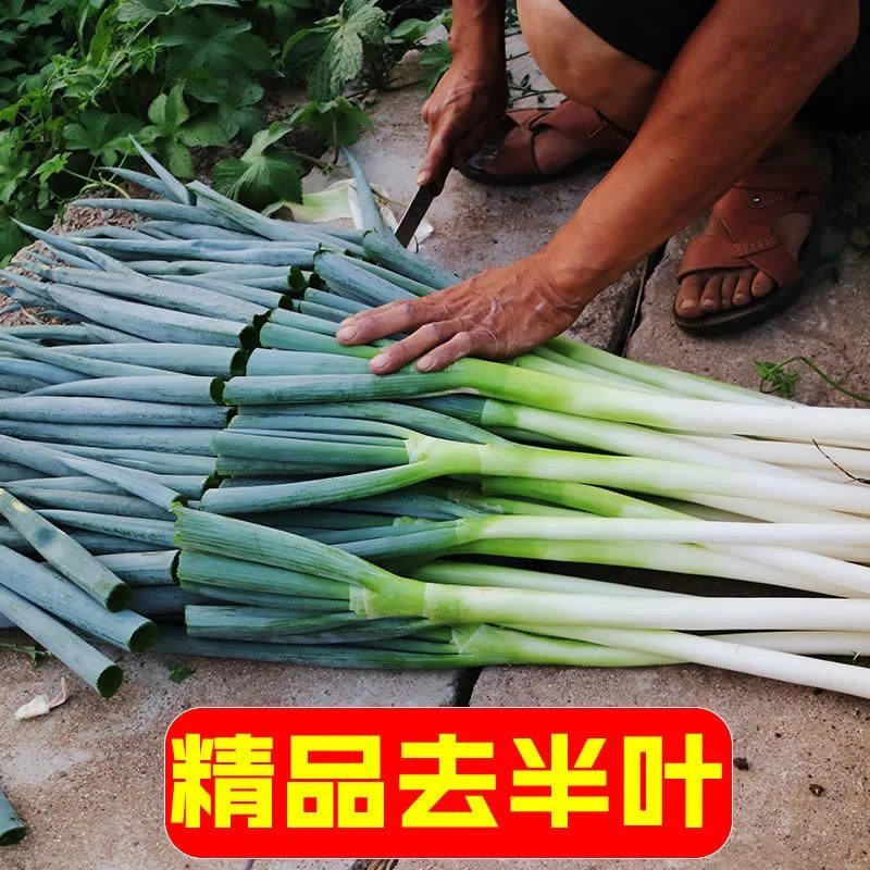 新鲜铁杆大葱山东可蘸酱耐寒大葱