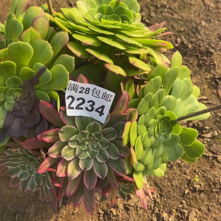 2234粉丝绒多肉植物