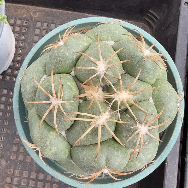 安宅大象牙8仙人球