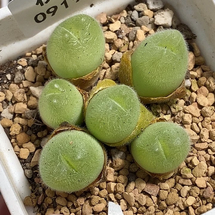 0919-9-毛翠滴福利。