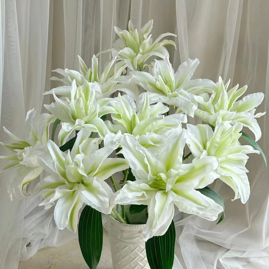 【艾莎重瓣香水百合】| 云南基地直发 家庭养花插花