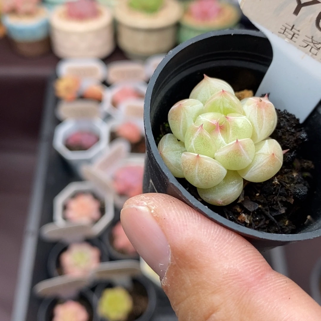 0040 杂交单头 3cm