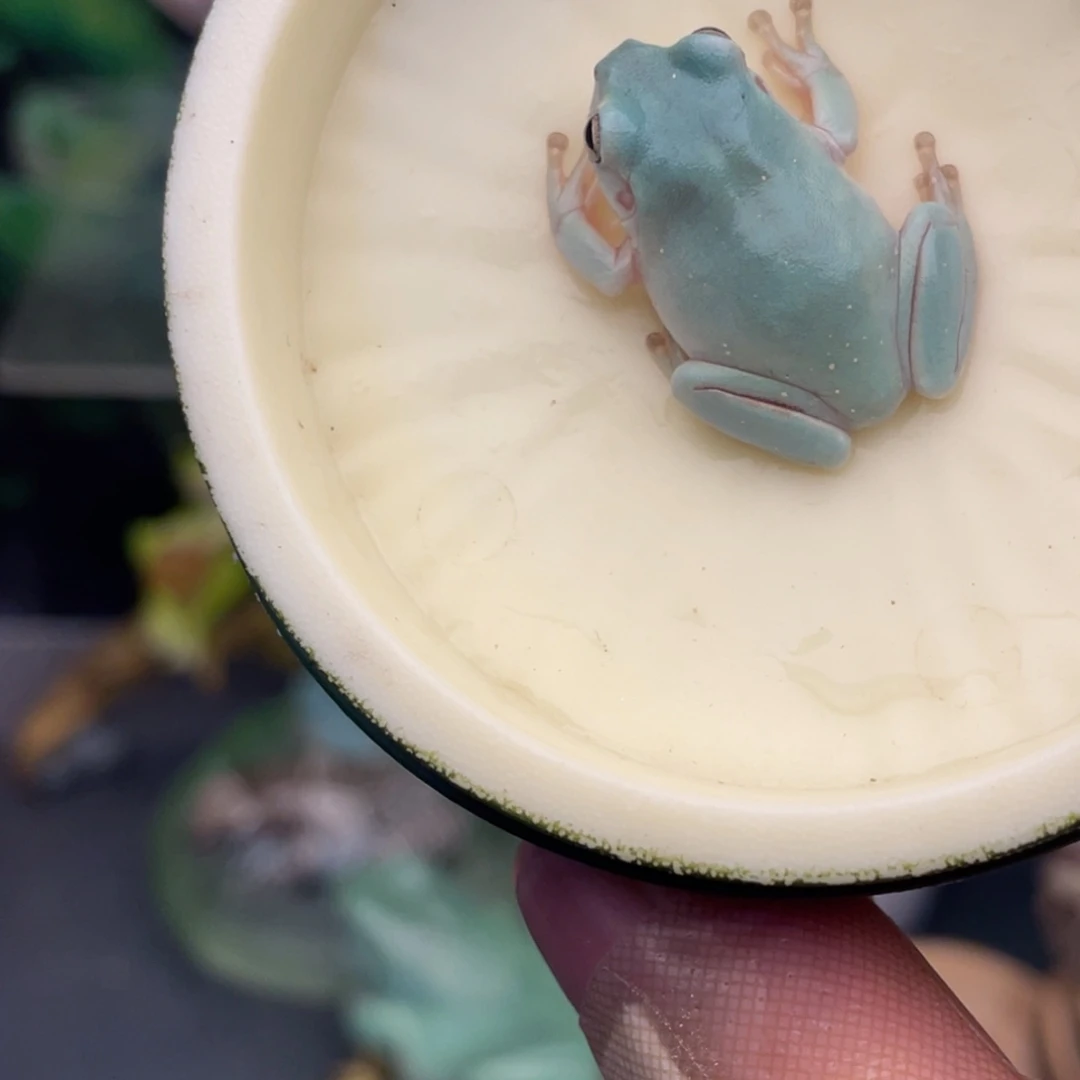 老爷树蛙4号白蓝素皮