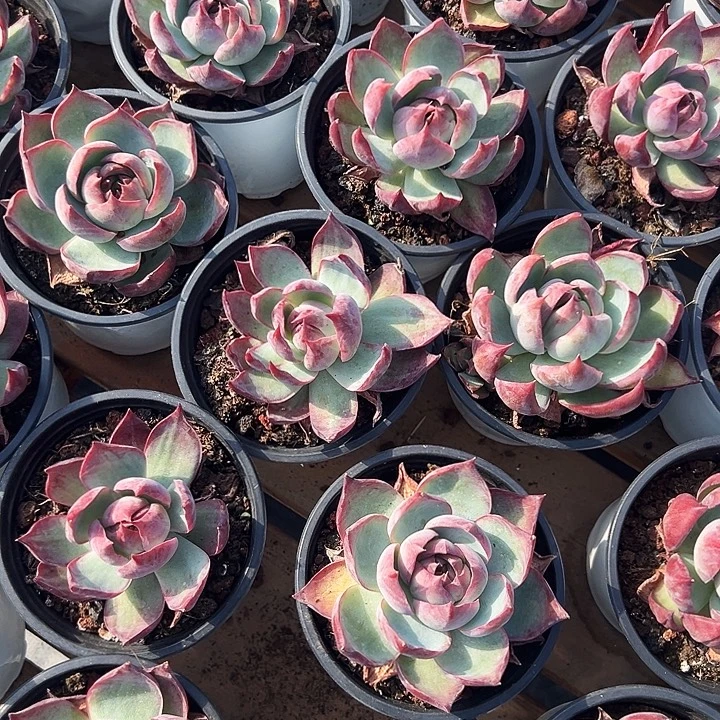 两盆惊鸿 (原价9米)