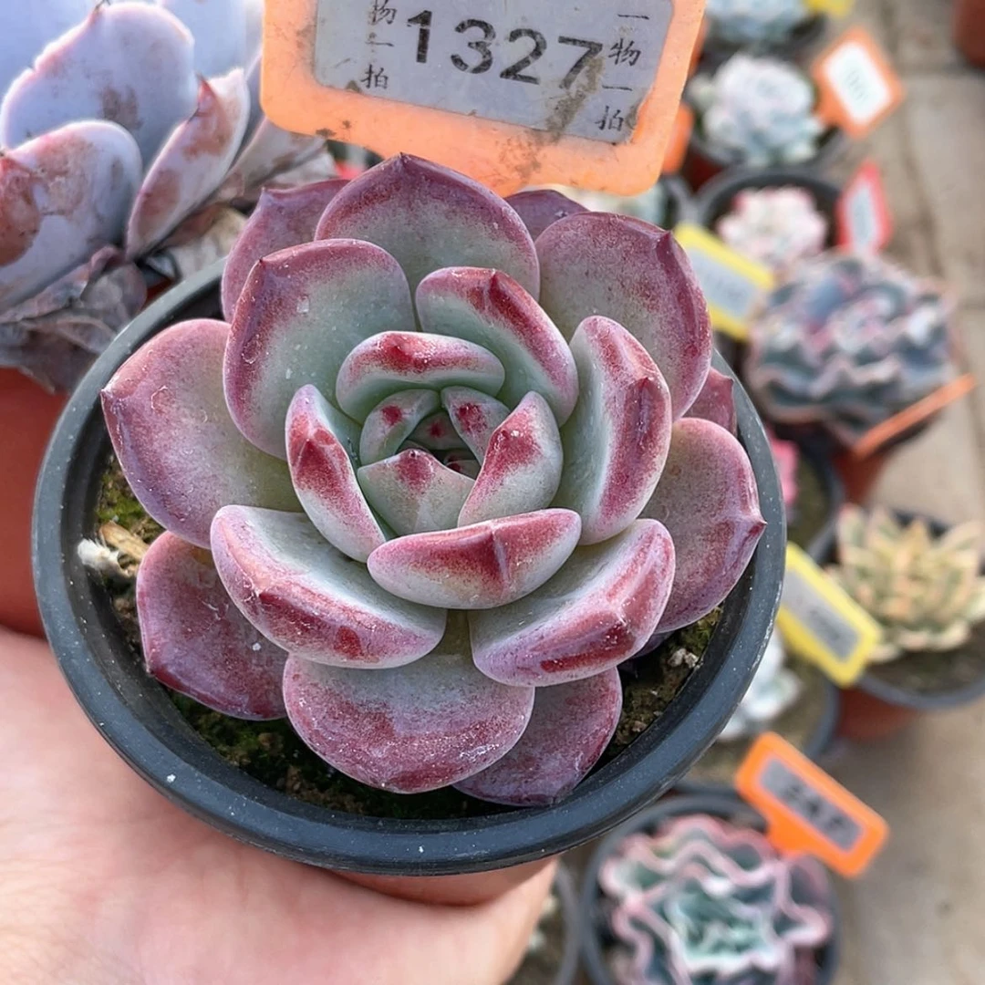 【闪购商品】1327号