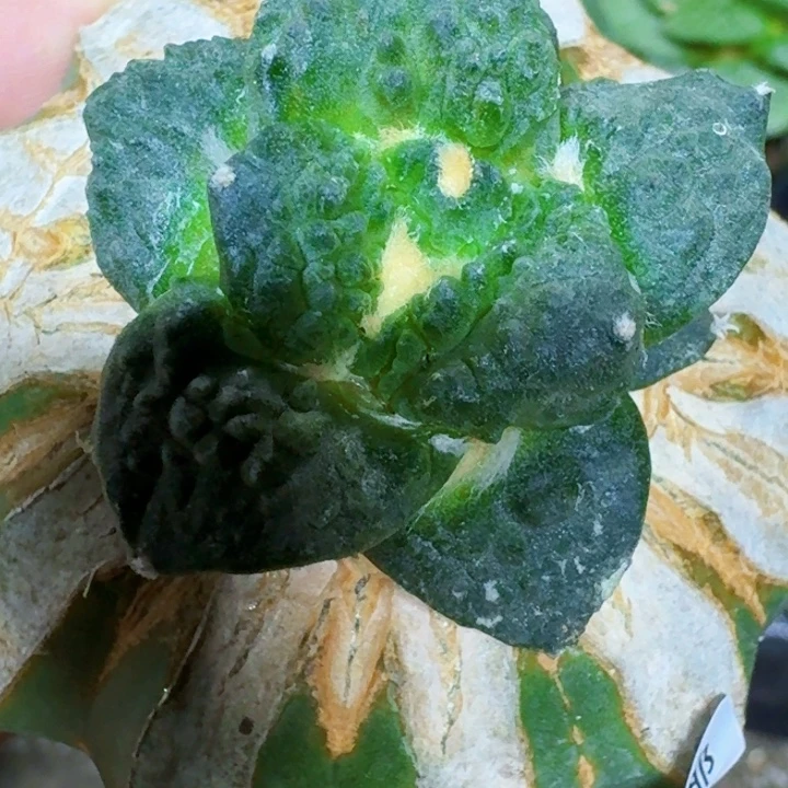 无花朵苗接怒涛252