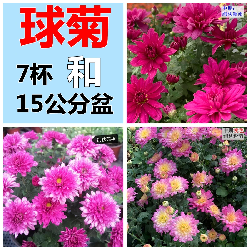 7杯和15公分盆 球菊中苗 一年开2次花千头菊花园菊花苗大苗秋菊苗
