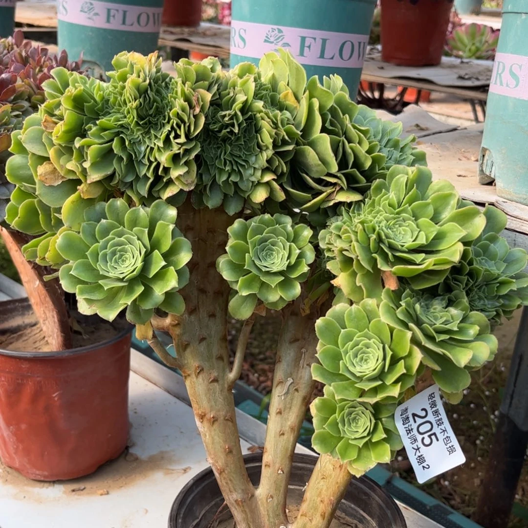 205绿羊绒缀化多肉植物法师