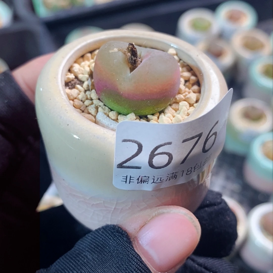 2676-一物一拍带盆