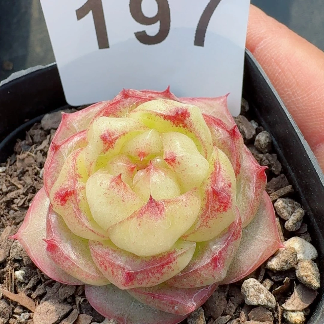 灵宝珍妮         精品多肉