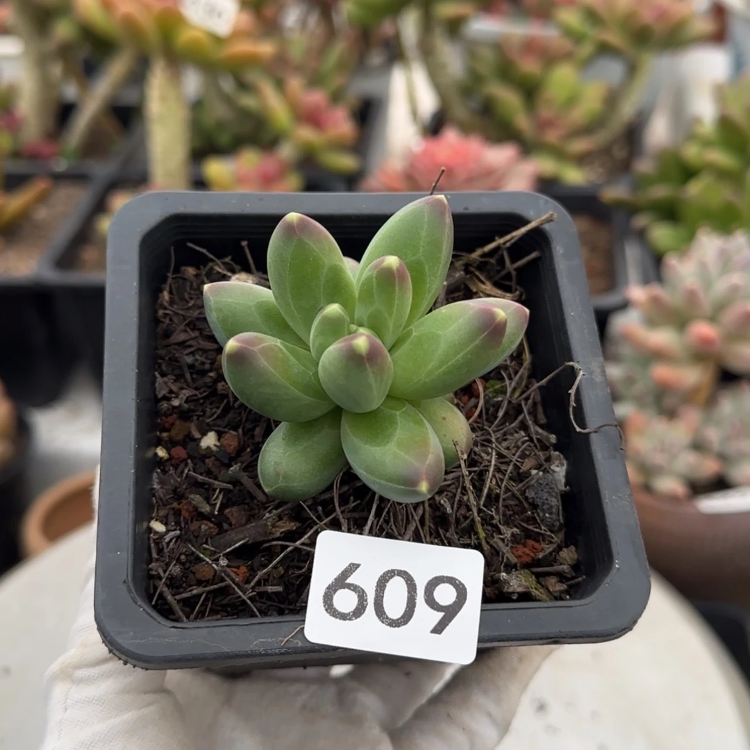 609号一物一拍一物一拍