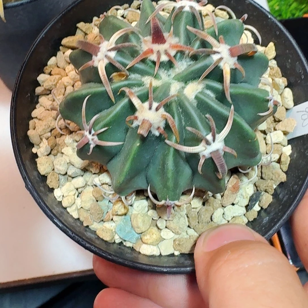 直播间，晔哥，专拍，