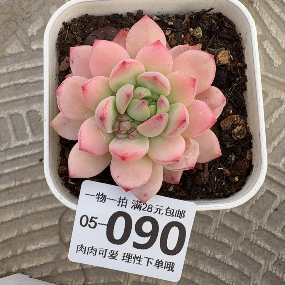 不知名无盆土发货