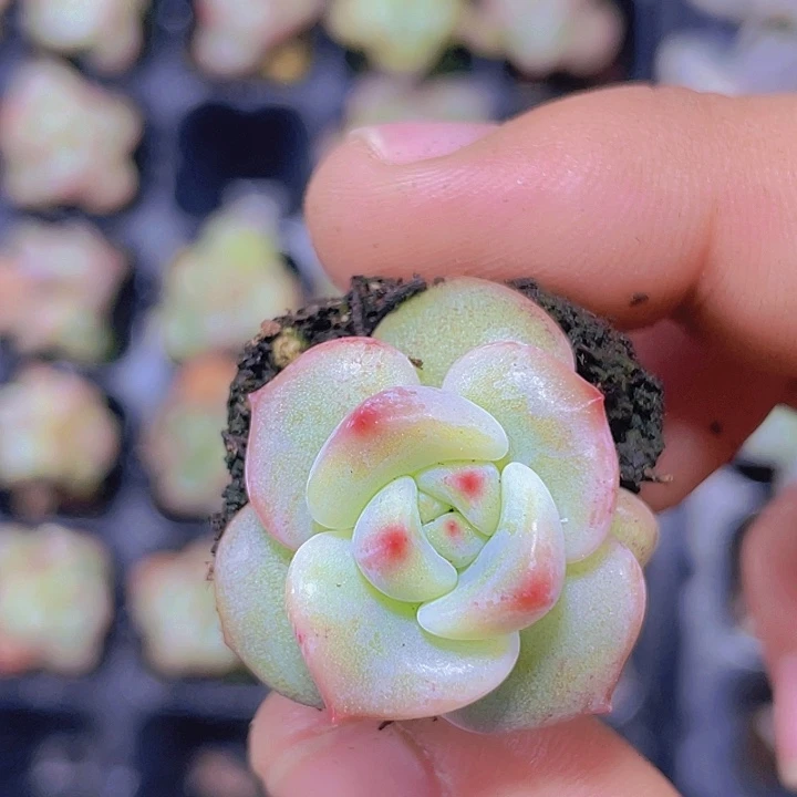 Q橙【满10颗包邮】多肉