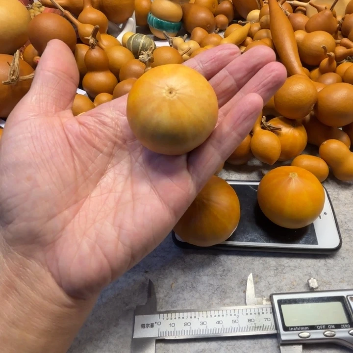 y*歪歪的一把南瓜七彩葫芦