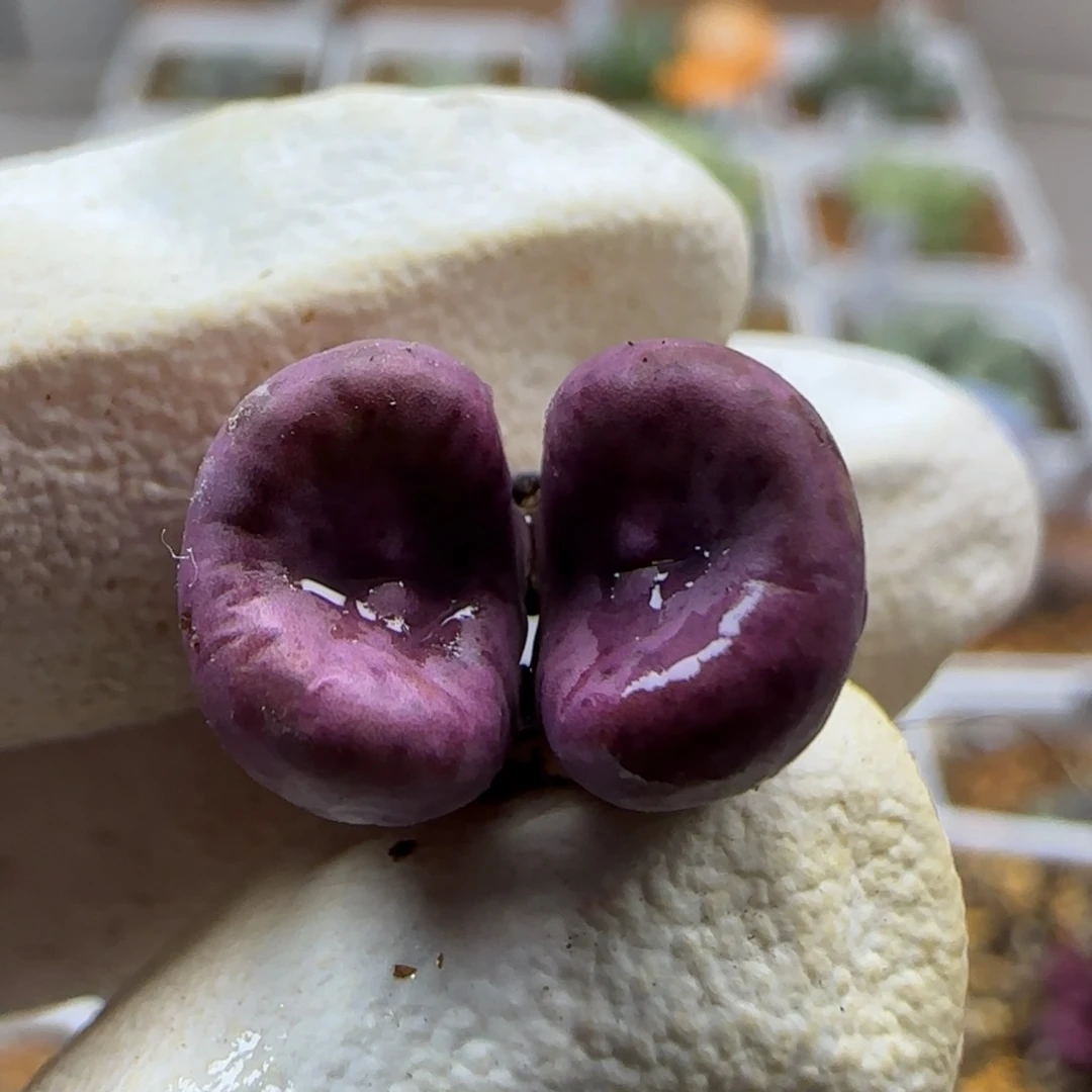 卷***霸10-17当天满38包邮2736紫嘴单头1cm左右脱土