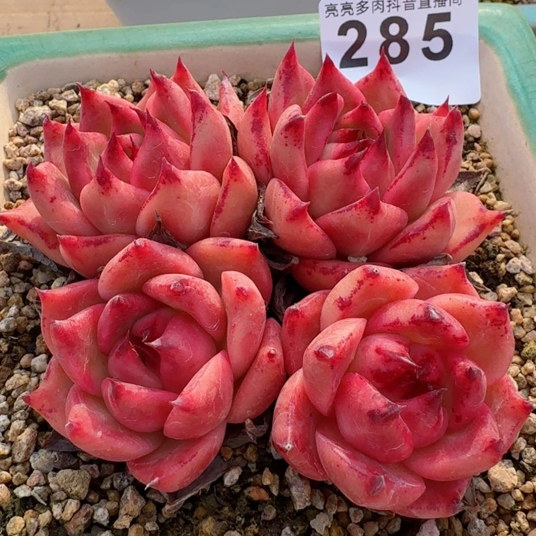 皮蛋         精品多肉