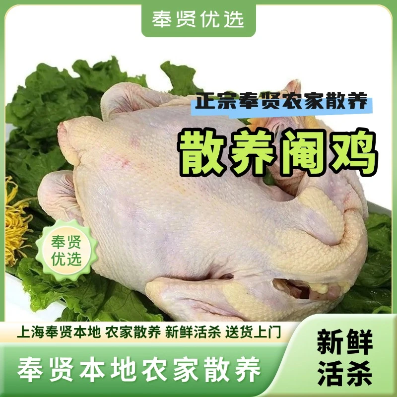 农家散养净膛蹬鸡走地鸡不含冰新鲜美味
