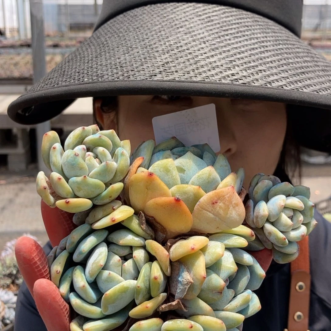 11.132梦露一物一拍