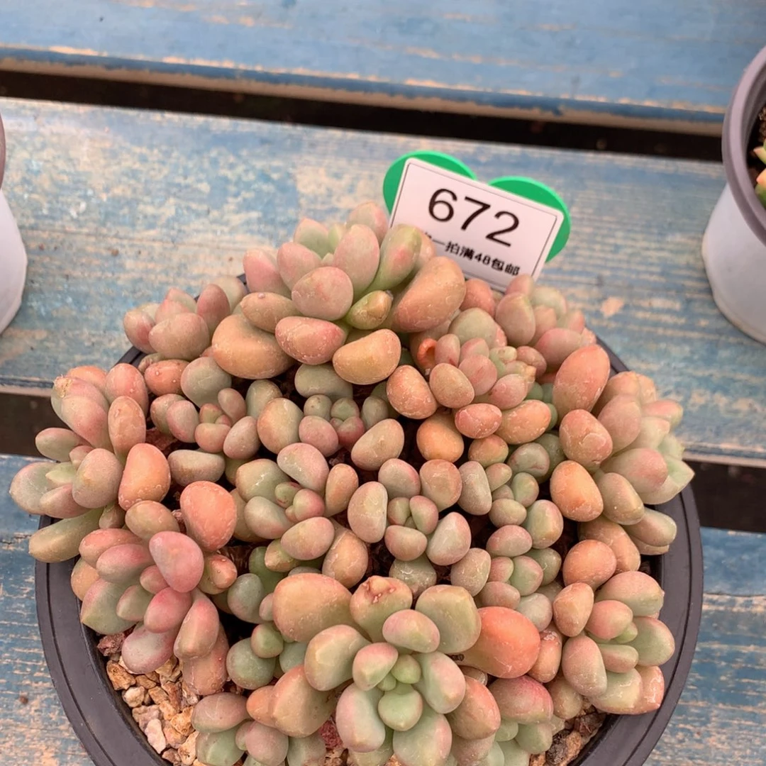 先锋派老桩平头672