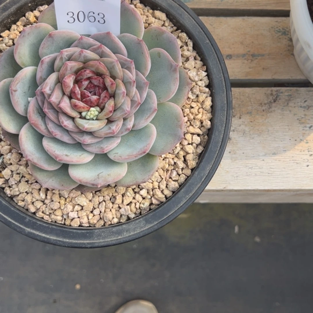 用****03063多肉多多多多多