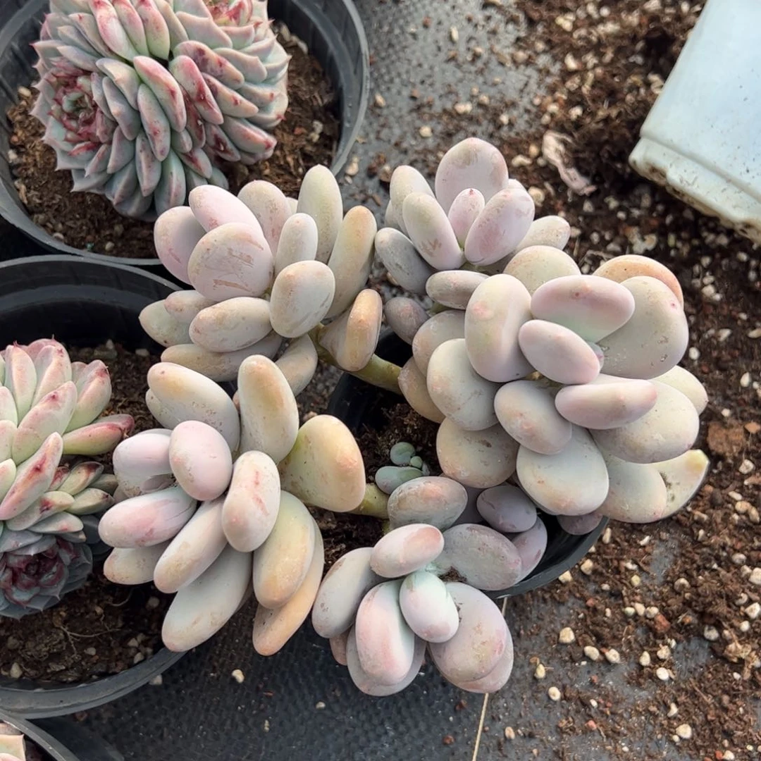 橙雪球三盆多肉植物