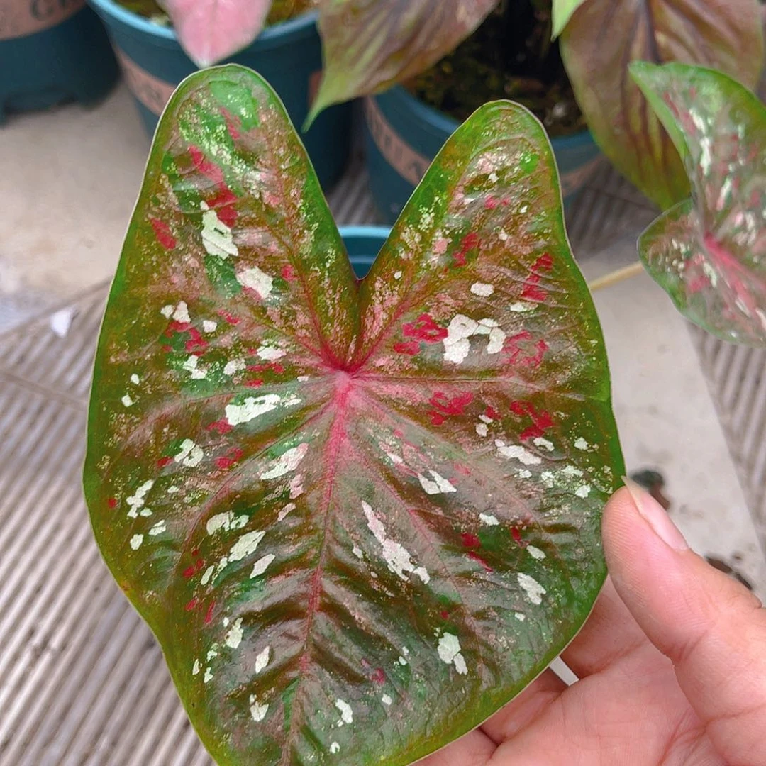 完全开放泰彩一物一拍4195