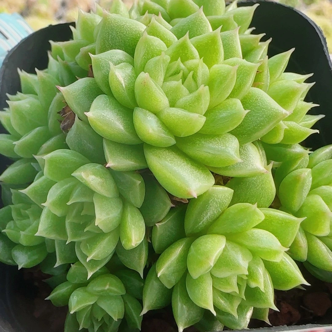 花语逸境0801-10散