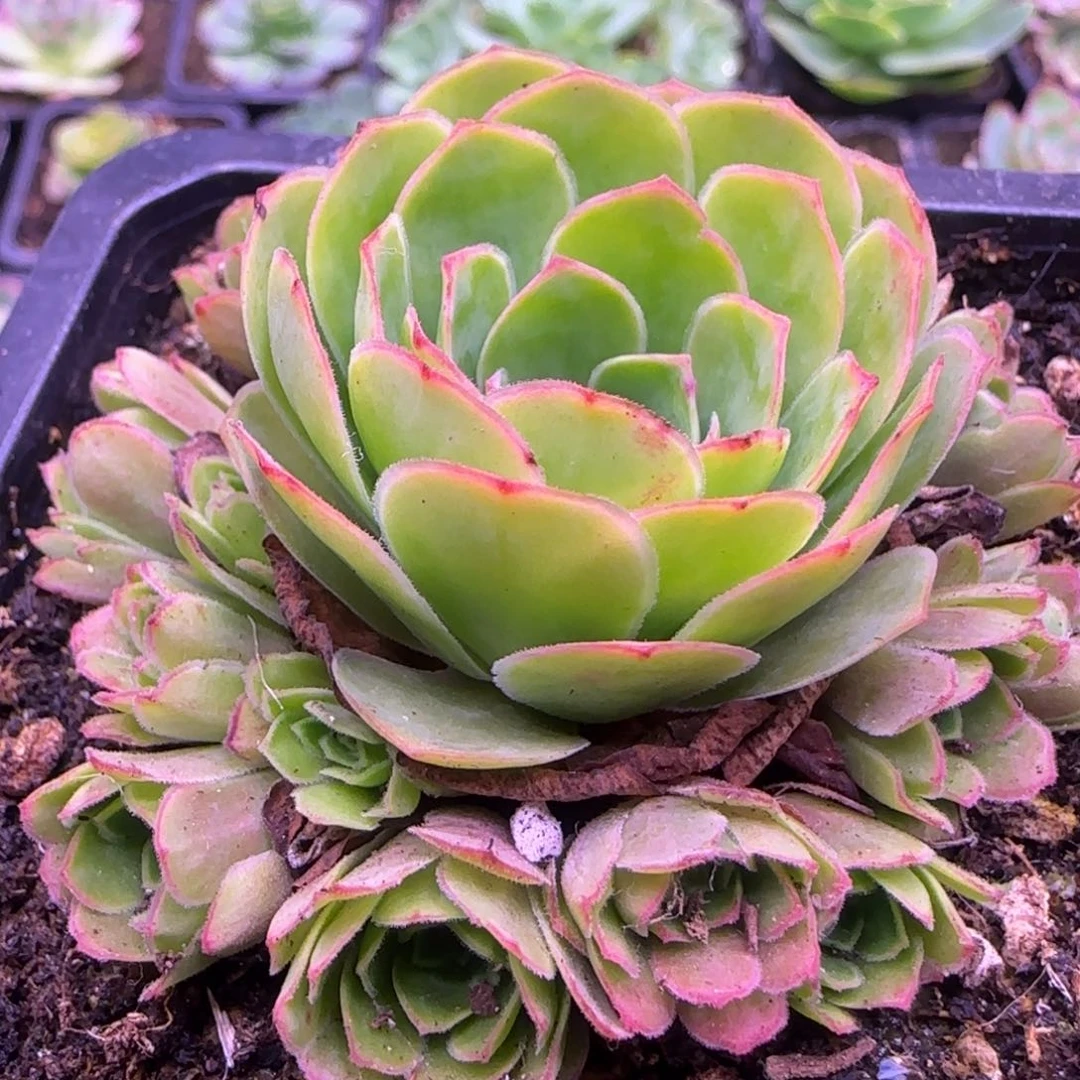 幻影玫瑰7厘米1134343434353