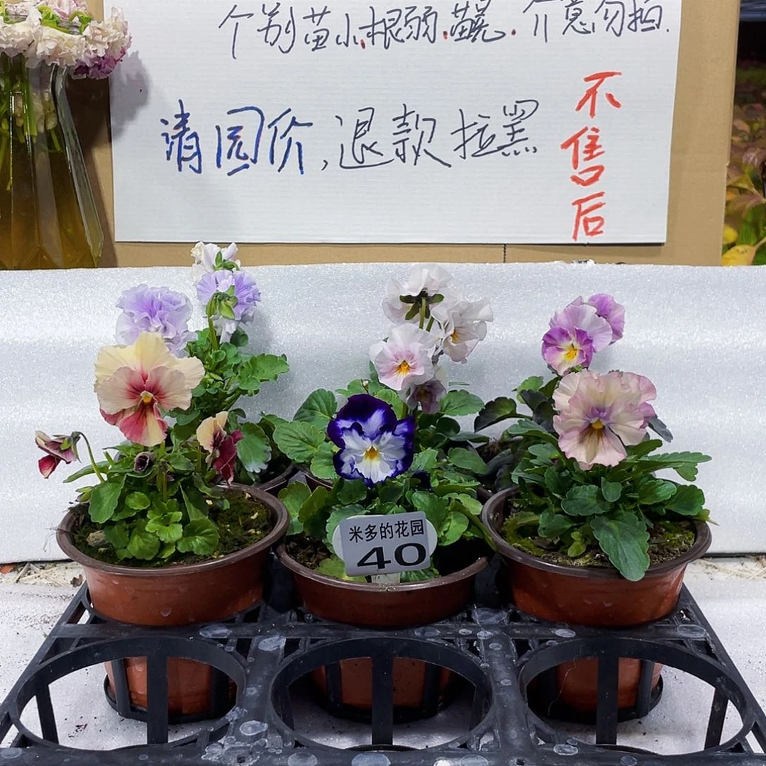 大部分花苞少量开放40