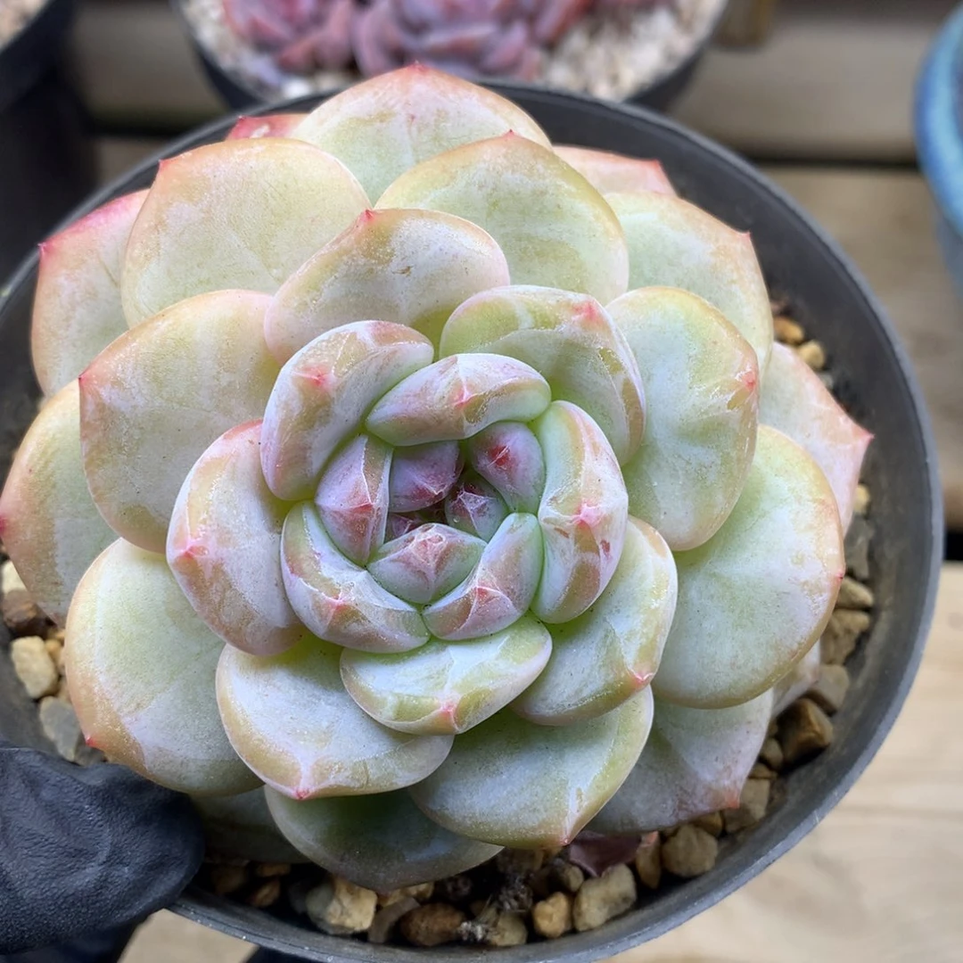 双头黄底，9.5公分