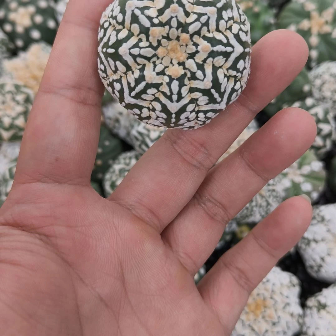 连线箭头V兜哈哈哈哈